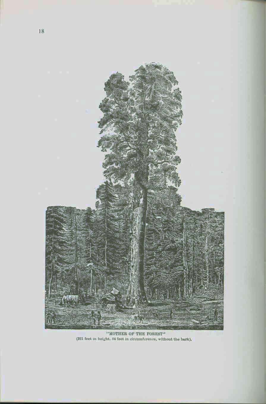The Mammoth Trees of Calaveras. vist0050f